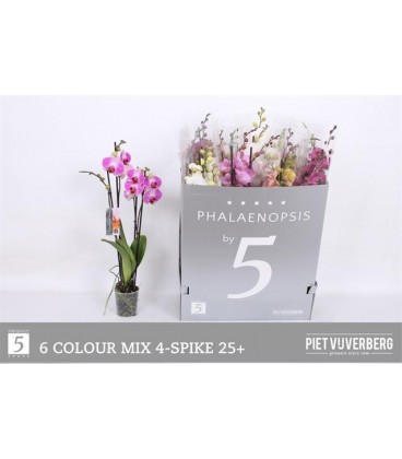 Phalaeno mix Ø 12 65 cm 3 B