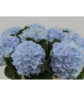 Hortensia Verena Bleu 80cm
