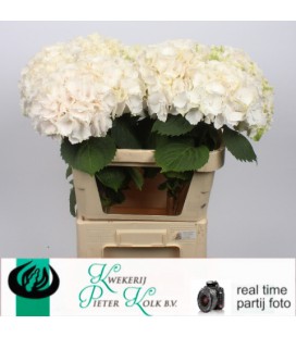 Hortensia Sweet Verena 80 cm
