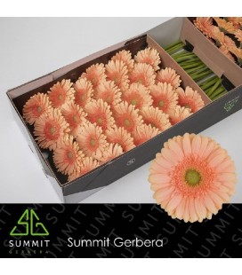Gerbera Pre Extase