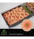 Gerbera Pre Extase