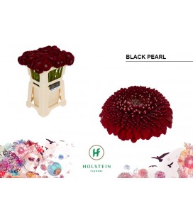 Germini Pom Blackpearl