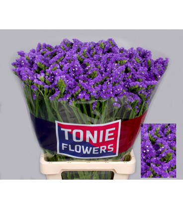 Statice Crystal Dark blue 75 cm