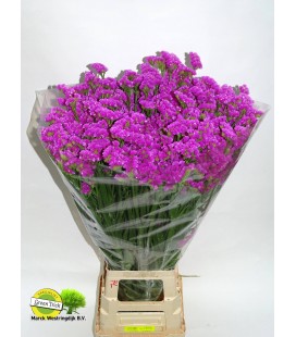 Statice Raspb Wings 80 cm