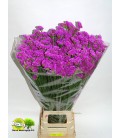 Statice Raspb Wings 80 cm