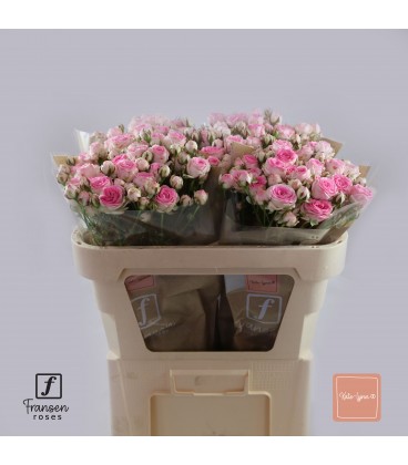 Rose Branchue Kate Lynn 70 cm