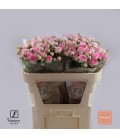 Rose Branchue Kate Lynn 70 cm 