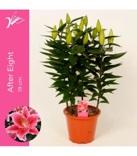 Lys After Eight pot de 19 cm