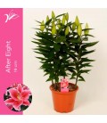 Lys After Eight pot de 13 cm