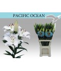 Lys Or Pacific ocean 100 cm