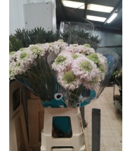Scabieuse Vanil scoop 60 cm