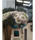 Scabieuse Vanil scoop 60 cm
