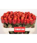 Rose Espana 70 cm