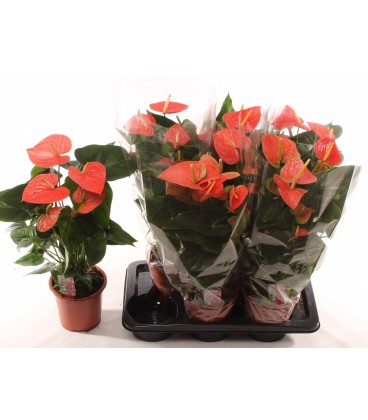 Anthurium Orange Ø17 h 60