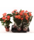Anthurium Orange Ø17 h 60