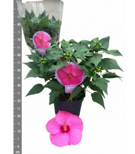 Hibiscus Mosquito Ø 23 