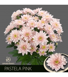 Chrysantheme Pastela pink 70 cm