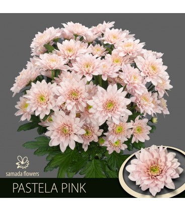 Chrysantheme Pastela pink 70 cm