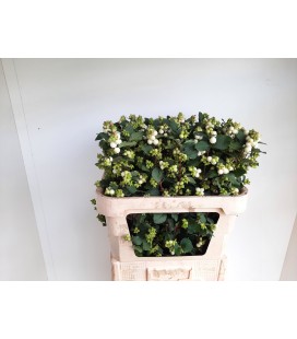 Symphorine Mag Avalanche 70 cm