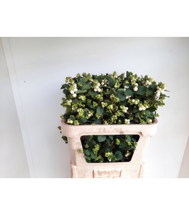 Symphorine Mag Avalanche 70 cm