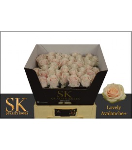 Rose Lovely Avalanche 55 cm