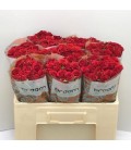 Rose Branchue Mirabel 50 cm