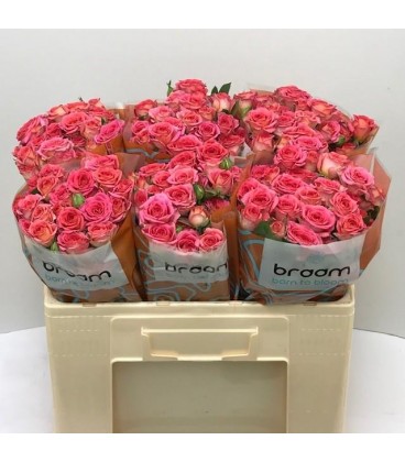 Rose Branchue Chimo 60 cm