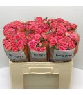 Rose Branchue Chimo 50 cm