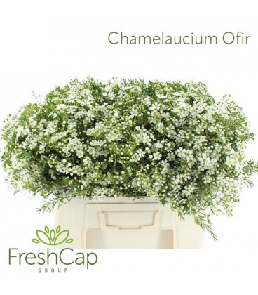 Wax Ofir 55 cm