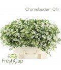 Wax Ofir 55 cm