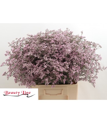 Limonium saf Oshi rose 60 cm