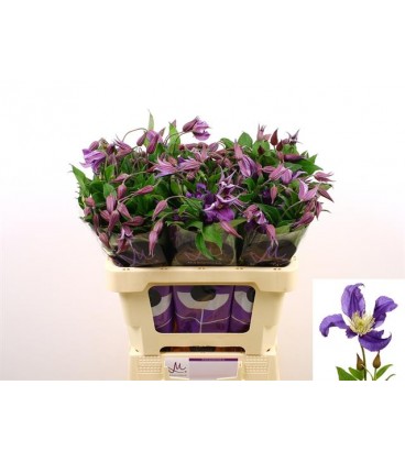 Clematite Blue pirouette 60 cm