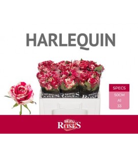 Rose Harlequin 55 cm