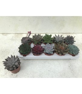 Echeveria pot de 10.5 mix