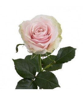 Rose ( Colom)  Pink Mondial 50 x 25