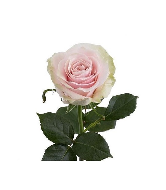 Rose (Colom) Pink Mondia 60 cm X 25