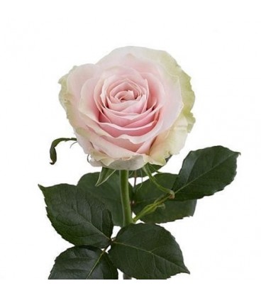 Rose (Colom) Pink Mondia 60 cm X 25