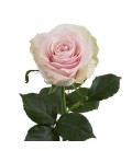 Rose (Colom) Pink Mondia 60 cm X 25