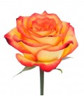 Rose (Colom) High Magic 60cm X 25 
