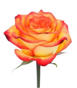Rose Equat High Magic 60 cm x25