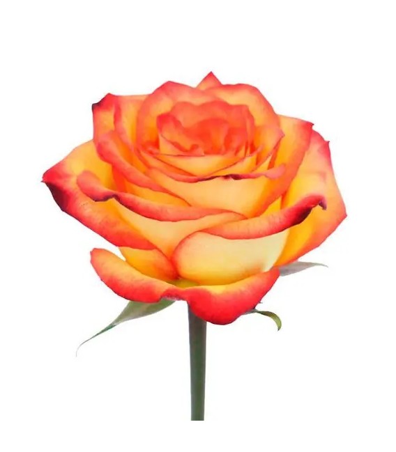 Rose High Magic 60 cm x 25