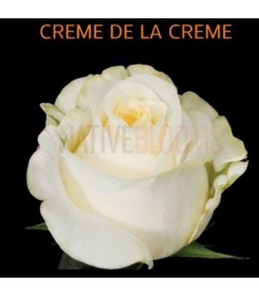 Rose Creme de la creme 40 cm x 25