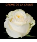 Rose Creme de la creme 50 cm x 25