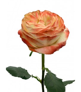 Rose Equateur Karma 50 cm x25