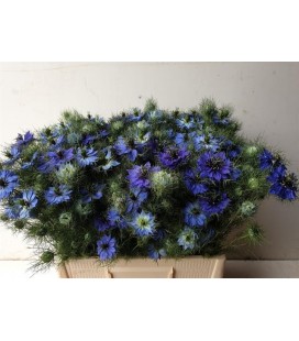 Nigelles de damas Blanche la bte