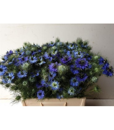 Nigelles de damas (le bottillon)