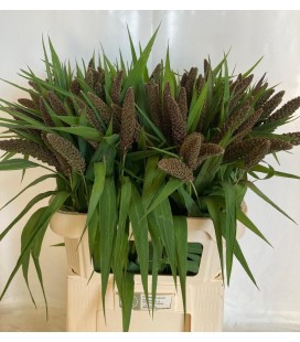 Setaria 90 cm