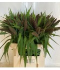 Setaria 75 cm