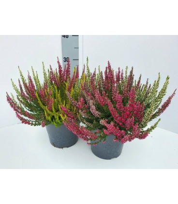 Calluna High Five Pot de 17