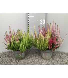 Calluna Tricolor pot de 11